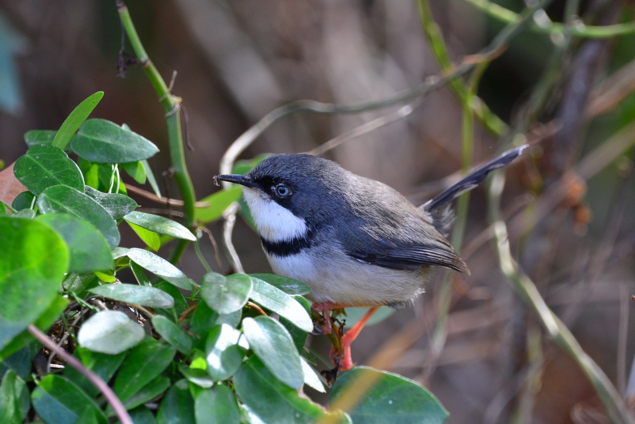 Apalis thoracica Apalis thoracica